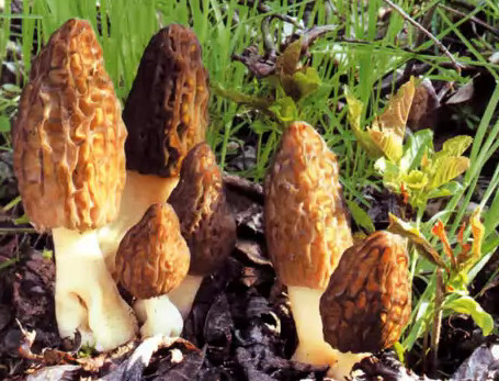    Morchella conica